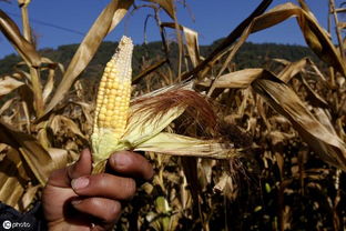国际农产品市场四大特点解读 出口高度集中下的风险与应对