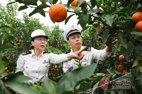 一季度云南外贸进出口总额同比增长59.7%，高原特色农产品畅销“一带一路”沿线国家