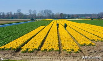 荷兰农业奇迹 22万农民如何超越中国2.2亿农民110亿美元出口差距？