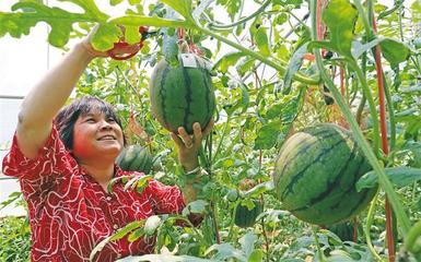 陕西农产品出口一季度实现51.9%高速增长