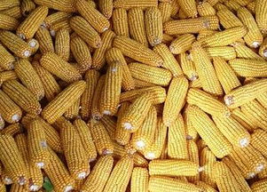 2017上半年我国农产品进出口统计公报 玉米出口激增25倍，农产品出口整体向好